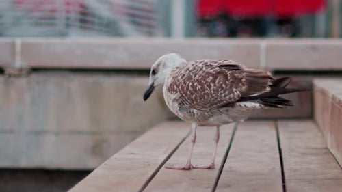 Nahaufnahme einer Möwe auf einem Felsvorsprung mit verschwommenem Blick auf einen Hafen im Hintergrund