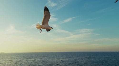 Seagull Flying Over Ocean During Golden Hour