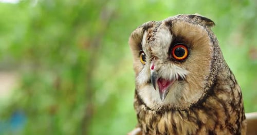 Closeup of a Brown Owl with Large Vivid Orange Eyes and an Open Beak Looking Alert and Curious