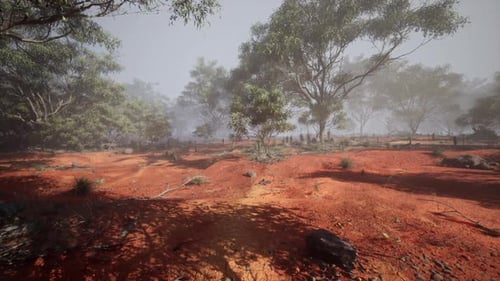 Misty Morning in a Serene Forest with Red Soil and Lush Greenery