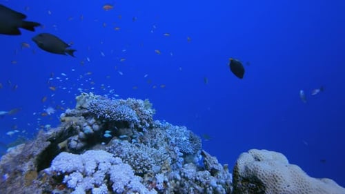 Underwater Coral Reef Marine