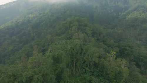 Drone fly over mixed forest on the mountain. Aerial view of rainforest on the hill.