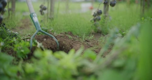 Close Up of Hoe Weeding Weeds