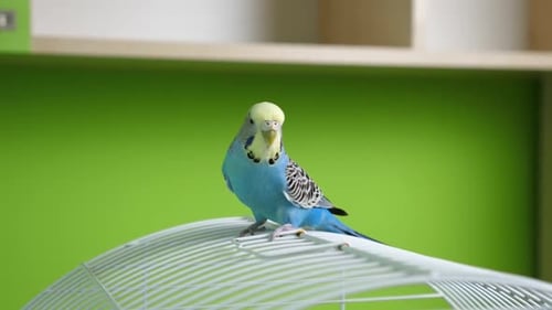 95 1 People take care of and play with budgies of the "Czech" breed.