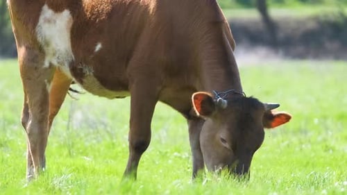 Milk Cow Grazing on Green Farm Pasture on Summer Day Feeding of Cattle on Farmland Grassland