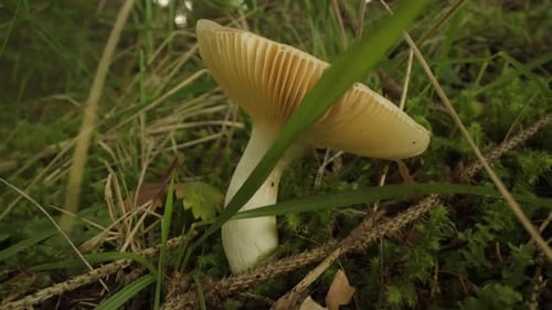 Mushroom Growing Among Moss and Grass