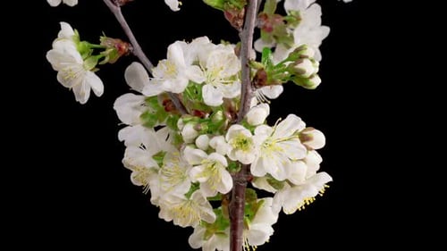 Flower Blossoming Time Lapse on Black Background
