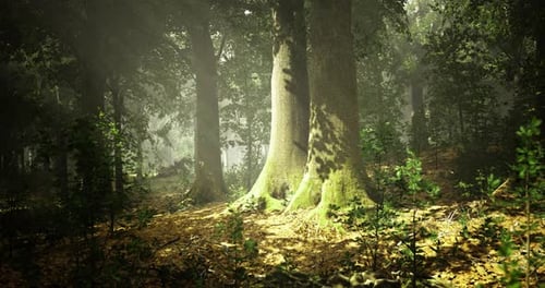 Light Filtering Through Trees in an Enchanting Forest Setting