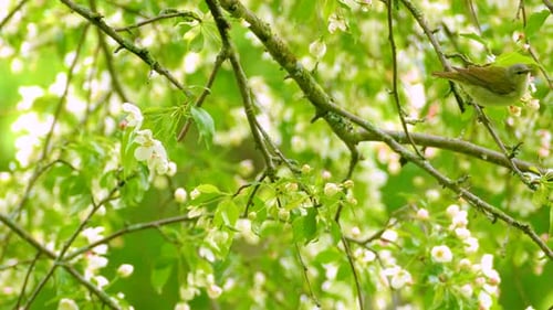 Philadelphia Vireo feeding.