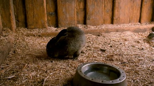 Rabbits in a Cage on a Farm
