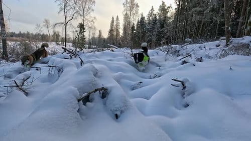 Dogs Trotting Through Snowy Forest in Winter