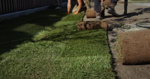 Gardeners Lay a Rolled Lawn on the Ground Landscaping Works