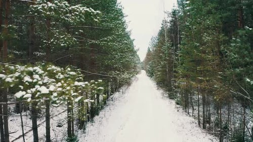 The Road is Surrounded By Pine Forest in Winter