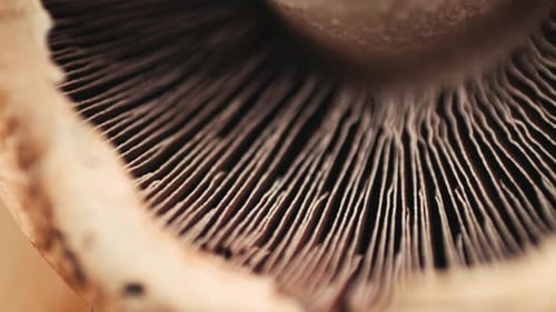 Champignons d'huîtres royaux frais cuisinant sur une planche à découper en bois avec un couteau au Café Asian