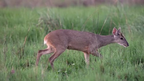 Deer Walking in Green Field, Grazing