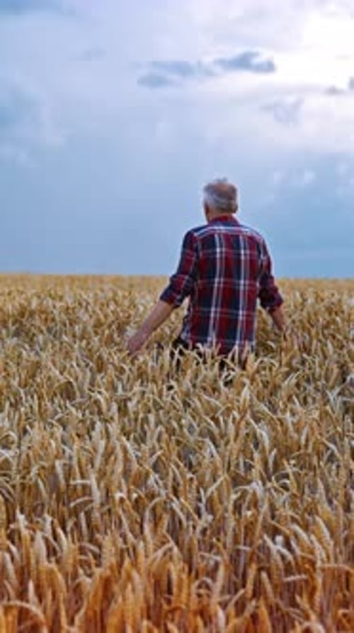 Following the man walking by the wheat field.