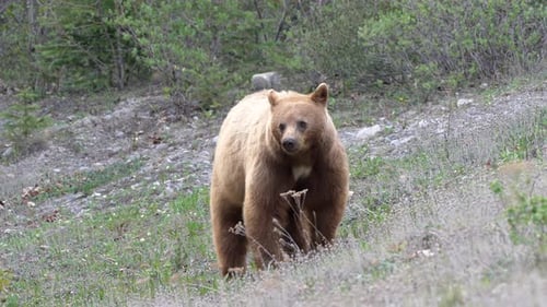 Big brown bear waking in forest. Canadian rockies, Medium shot