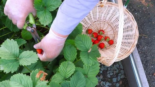 Summer Garden Berry Strawberry