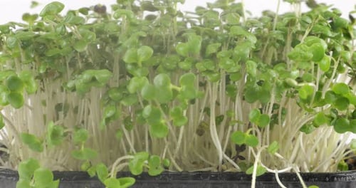 Watering microgreens mustard plant seedling with small drops of water. Slow motion.