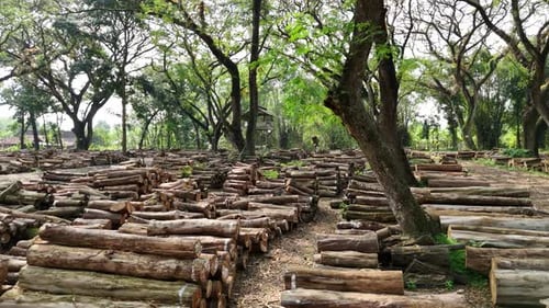 Footage of tree trunks in forest