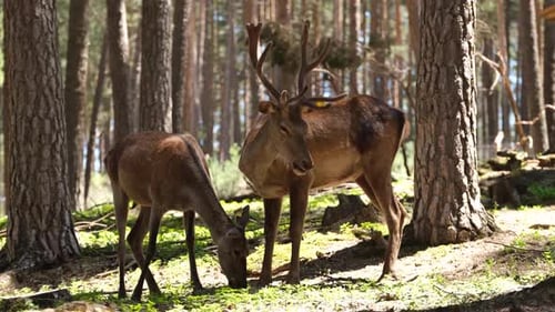 Deers Eating Their Forage In Forest Farm