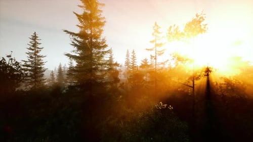 Sunlight Streaming Through Trees in a Beautiful Forest