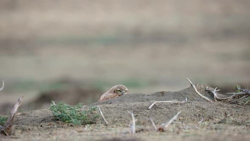 Wild Burrowing Owlet versteckt sich hinter einem Erdhügel, Grasslands-Nationalpark, Kanada.