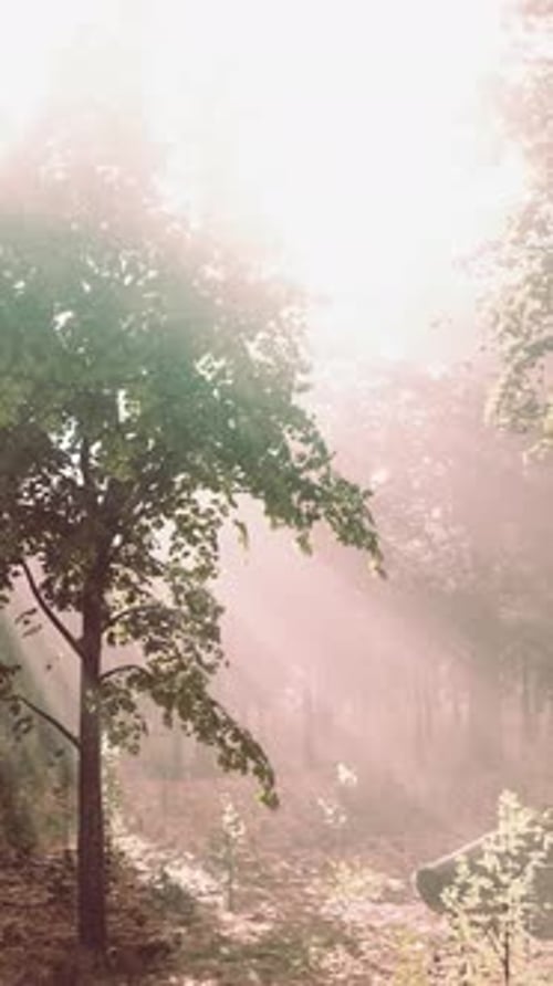 Summer Fog in the Forest