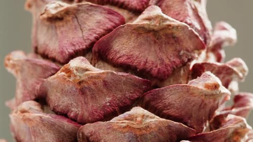 Pine Cone Close Up Macro Forest Wood Nature Background