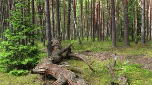 Flying in the spring pine forest between trees. Aerial view. Shot from drone.
