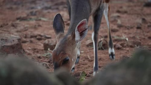 Closeup of a Cautious Young Bushbuck Grazing in the African Savanna