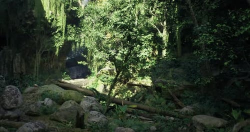 Lush Green Forest with Sunlight Filtering Through Trees in a Tropical Setting