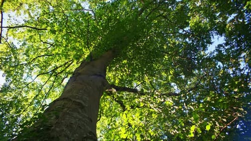 Drehende Flachwinkelaufnahme von lebendigem Waldgrün bei Tageslicht