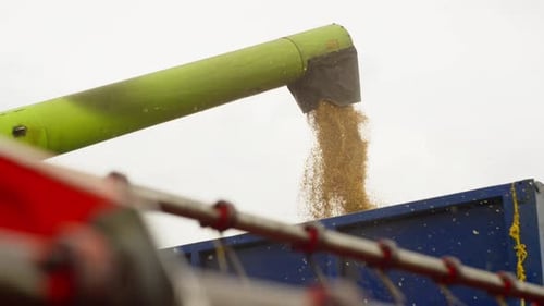 Harvested Wheat is Unloaded From the Combine Into a Truck