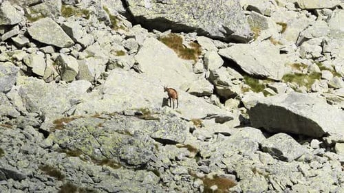 Rebeco triste y solitario en busca de comida en un entorno montañoso muy rocoso, teleobjetivo