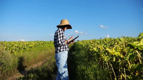 Agronomin nutzt digitales Tablet auf Sonnenblumenwiese bei Sunny Day Überwachung durch erwachsene Landwirte