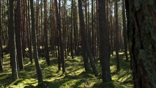 Wunderschöner Kiefern- und Tannenwald mit einer dicken Schicht aus grünem Moos, die den Waldboden bedeckt, malerischer Blick