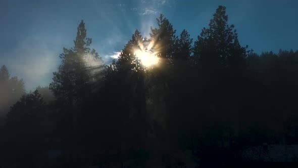 God rays shining through forest trees in fog, slowly moving to reveal ...