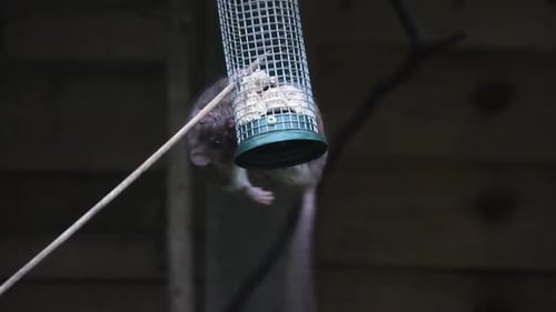 Grand rat sauvage brun en équilibre sur une mangeoire à oiseaux et mangeant tout en le tenant.