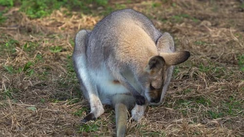 Joli wallaby à cou roux, rufogriseus assis par terre, toilettant et léchant son manteau de fourrure, scrat