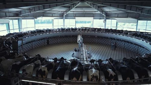 Salle de
traite agricole avec système de carrousel de traite automatique moderne. Travailleurs agricoles inconnus
