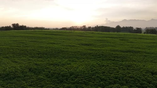 Natural landscape of green savanna field with warm sun light