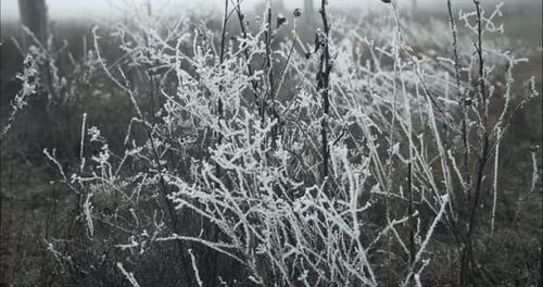 Frozen, frost covered grass on cold winter morning in cinematic slow motion.