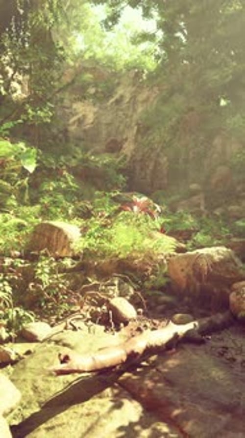 A Stream Running Through a Lush Green Forest