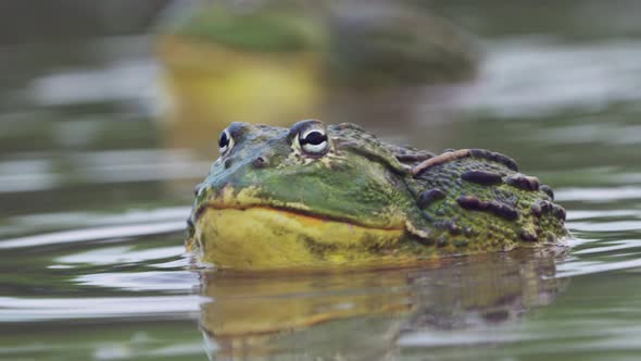 Closeup Portrait Of African Bullfrog In A Pond Washing Face With Front ...