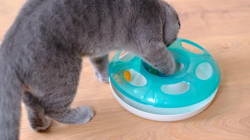 Gray Cat Plays with Interactive Toy on Floor