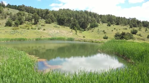 Vue aérienne des arbres et des roseaux dans le lac