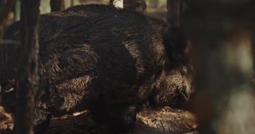 Wild Boar in Forest on Sunny Day