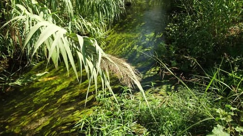 Freshwater algae with wild plants and crystal clear stream in Antalya City, Turkey