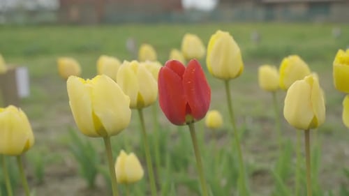 Close up shot of red tulip surrounded by yellow tulips in a garden during evening time.